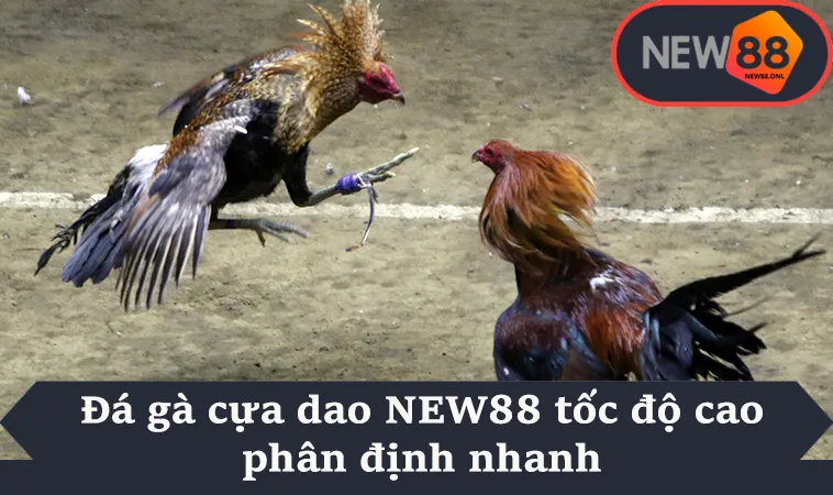 Đá gà cựa dao NEW88 tốc độ cao phân định nhanh