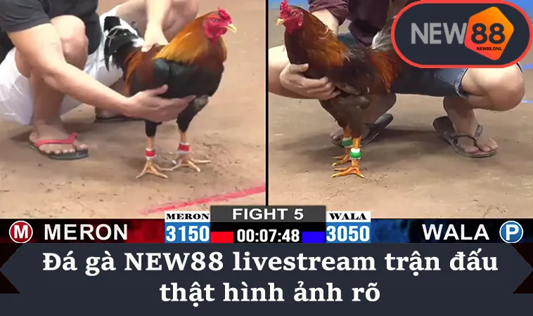 Đá gà NEW88 livestream trận đấu thật hình ảnh rõ
